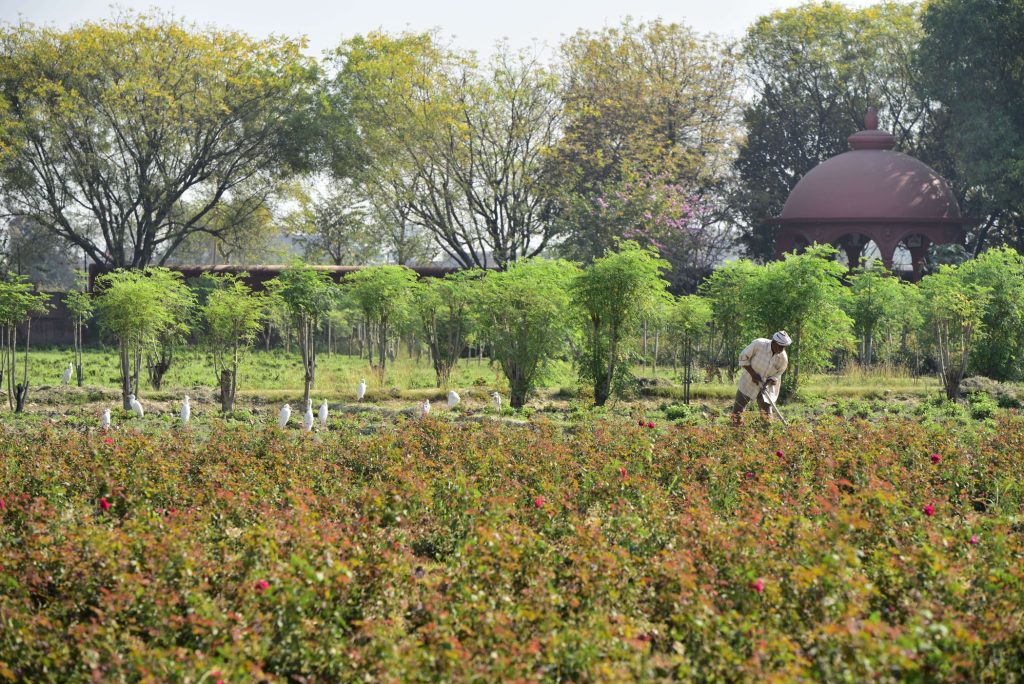 Agroforestry for soil building