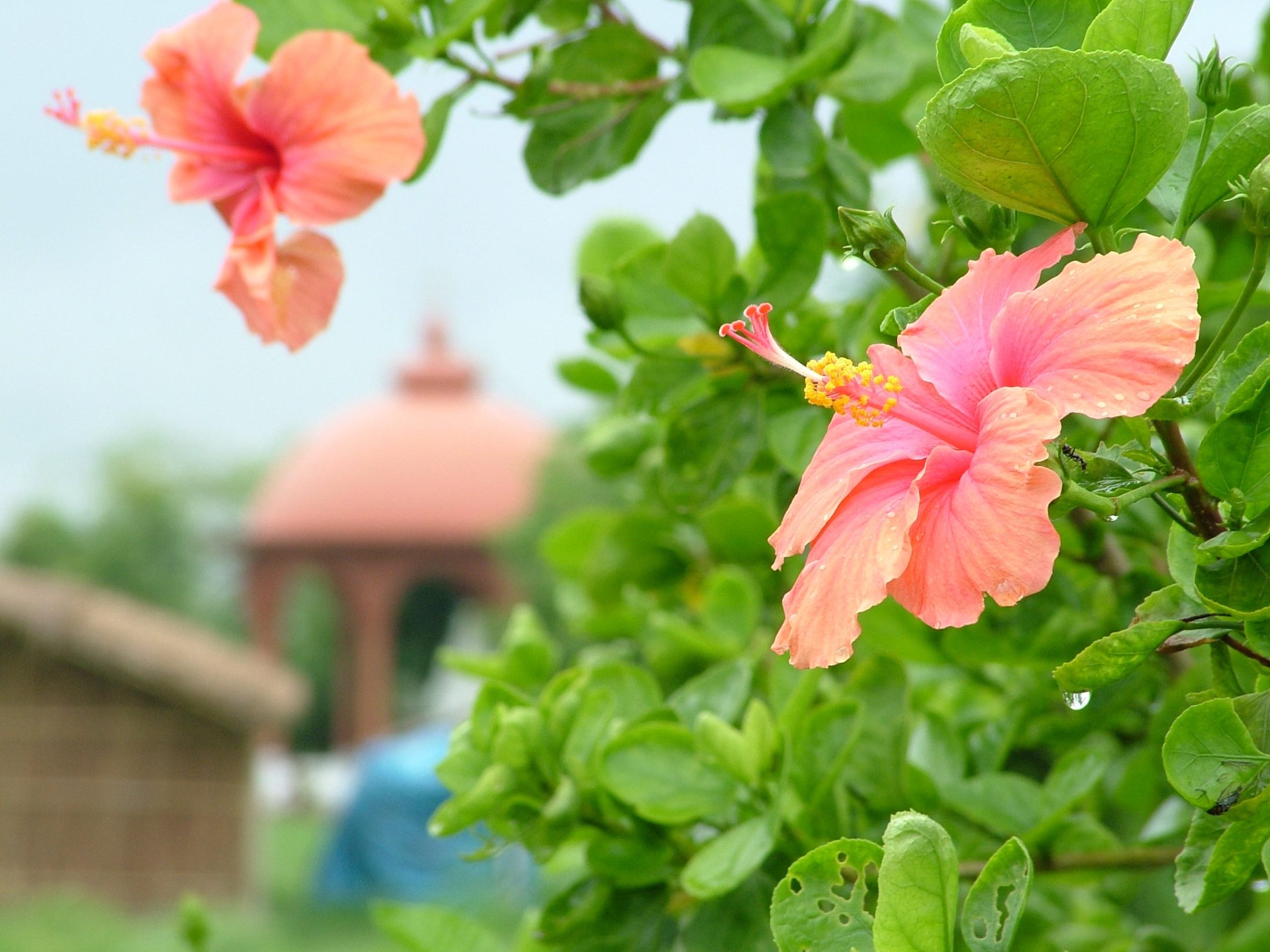 Beautiful lush hibiscus flowers on the regenerative farm, featured in the tea used in this Tulsi hibiscus sorbet.