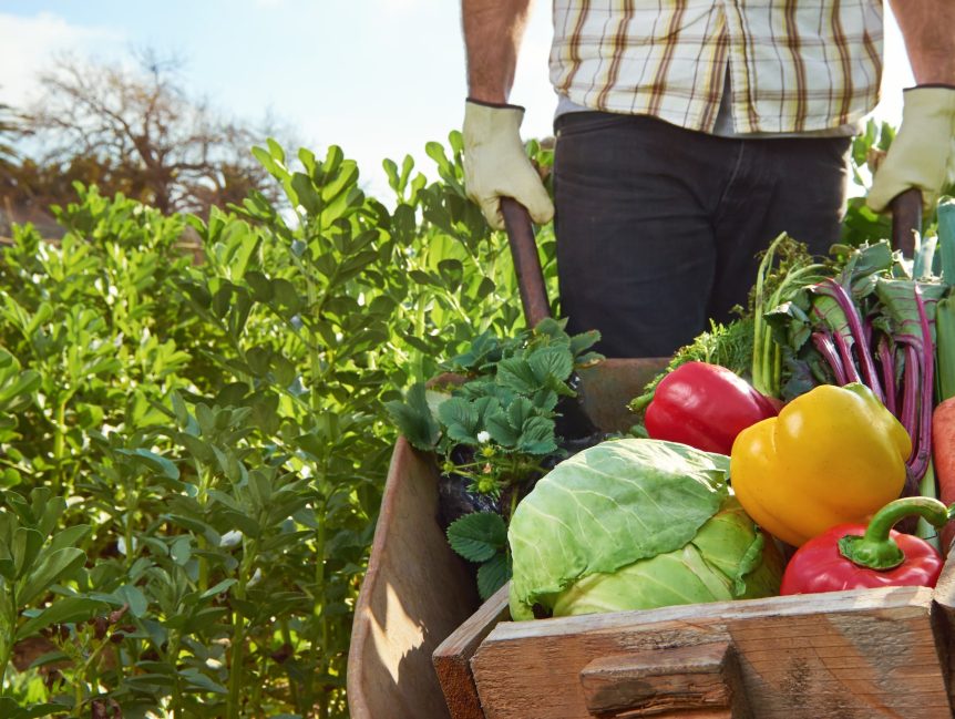Regenerative farming wheel barrow full of veggies