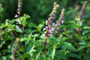 Holy basil uses herb growing in a lush organic garden with little purple flowers.