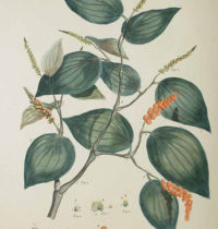 black pepper monograph