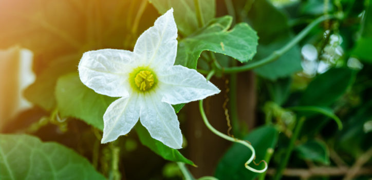Blooming Ivy Ground flower, which helps with blood sugar support and balance.