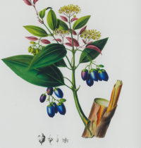 Ceylon Cinnamon monograph