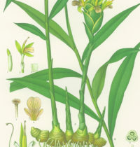 ginger monograph