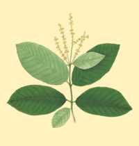 haritaki monograph