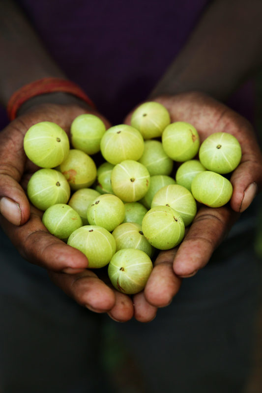 Amla, one of the top Ayurvedic superfoods