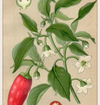 long pepper monograph