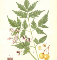 neem monograph