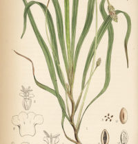 psyllium monograph