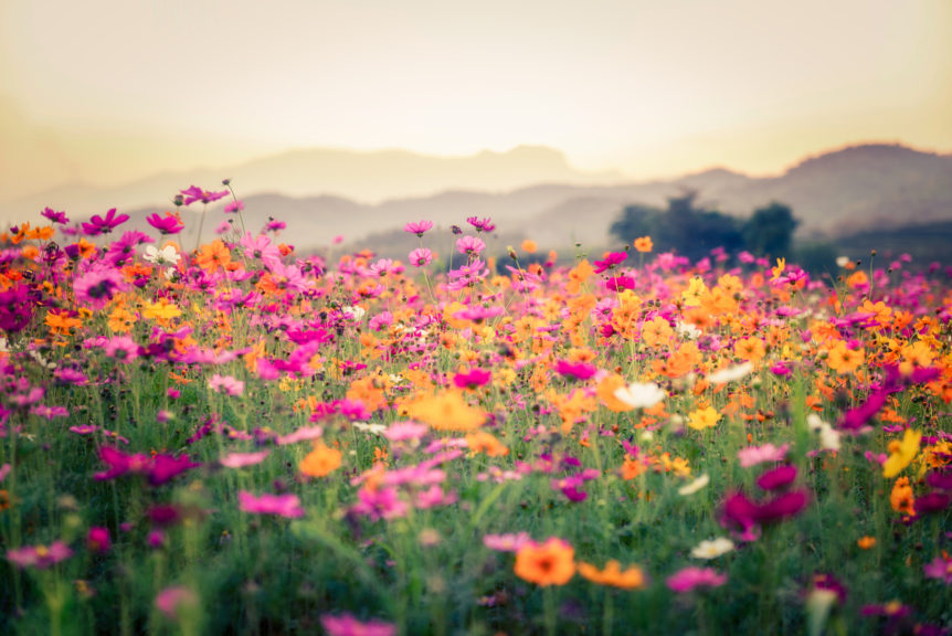 Field of flowers during spring allergy season.