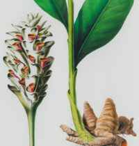 turmeric herb