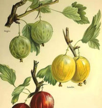 amalaki monograph