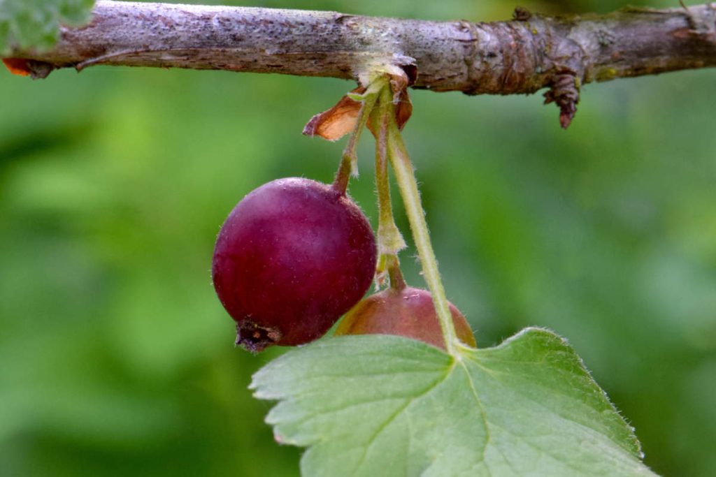 American Gooseberry hanging from a tree, characterized by its red color and fuzzy stem and fruit exterior