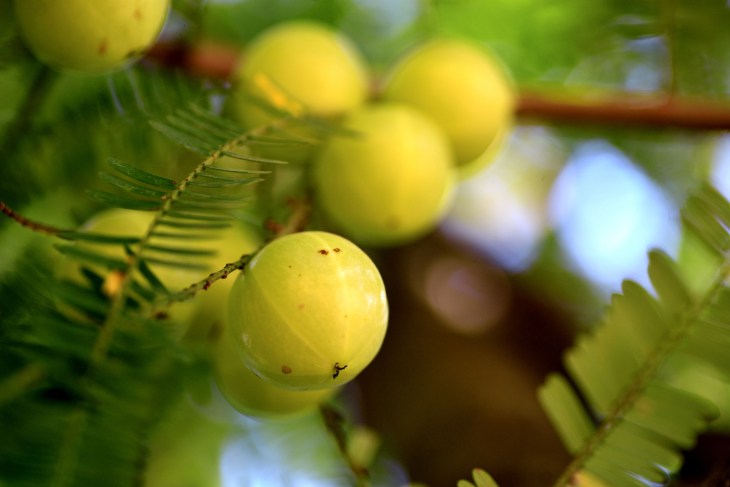 amla berry growing on a tree