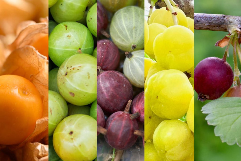 From left to right: cape gooseberry, amla, European gooseberry, star gooseberry, American gooseberry raw fruits