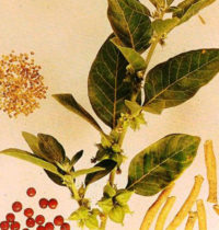 ashwaghanda monograph image