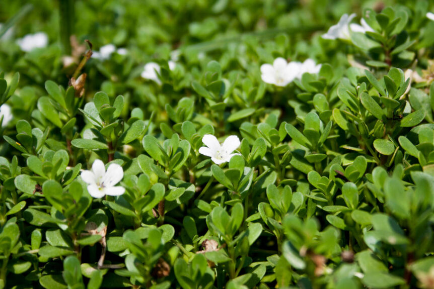 Bacopa in Ayurveda plant with green leaves and white flowers thriving in nature.