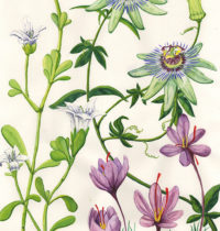bacopa monograph