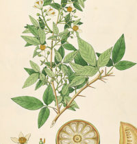 bael leaf monograph