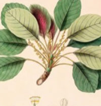bibhitaki monograph