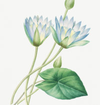 Blue Lotus old school illustration