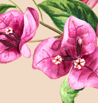 bougainvillea