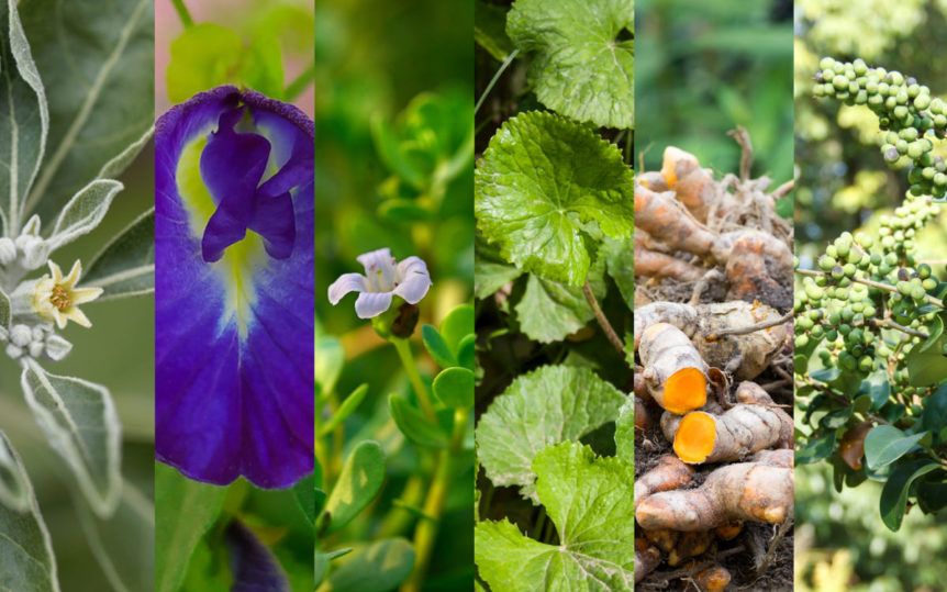 The 5 herbal brain foods, including bacopa, turmeric and gotu kola.
