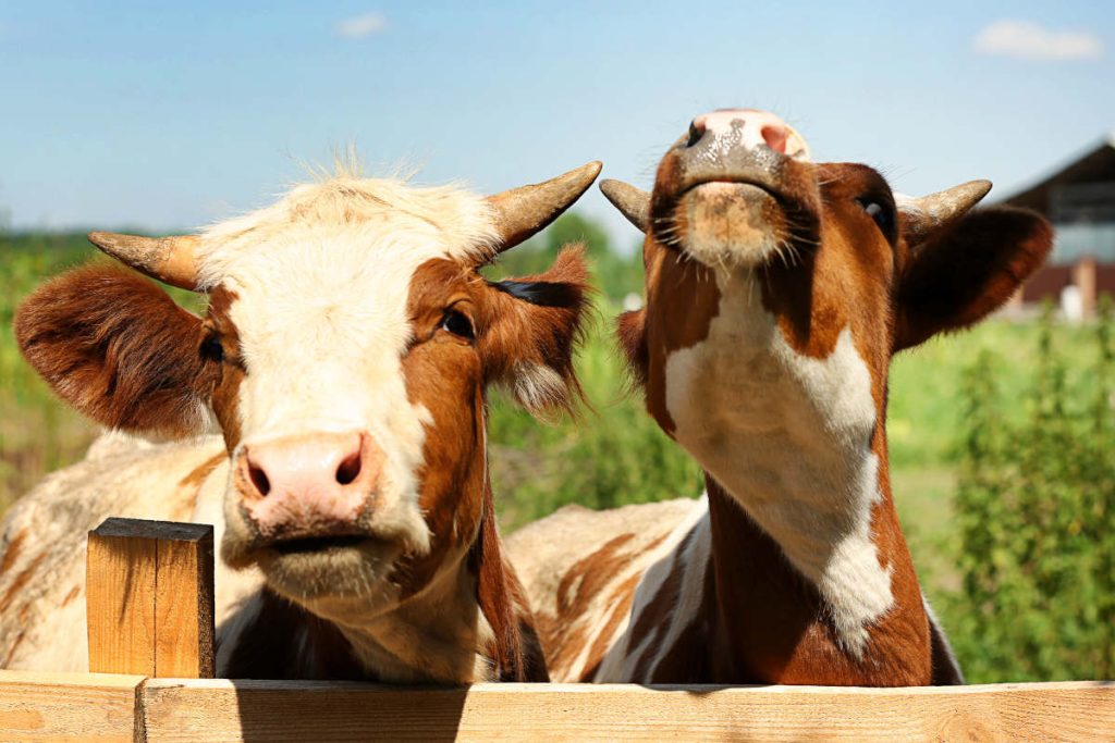 If you're vegan and deciding between collagen vs turmeric, turmeric is the clear choice as it doesn't contain cow or other animal products.