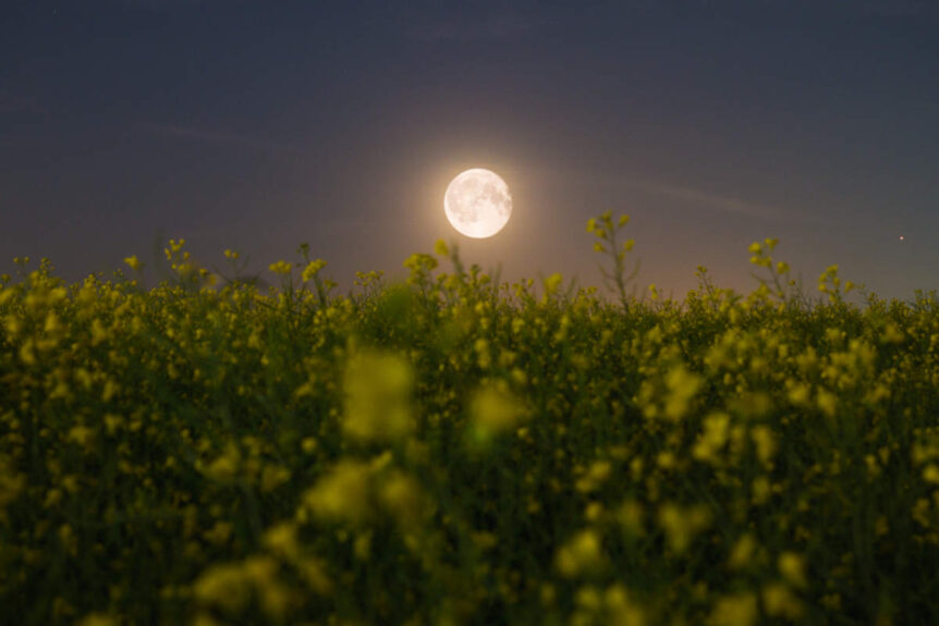 Gardening by the moon light