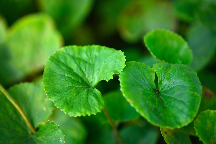 Gotu Kola leaves