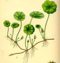 gotu kola monograph