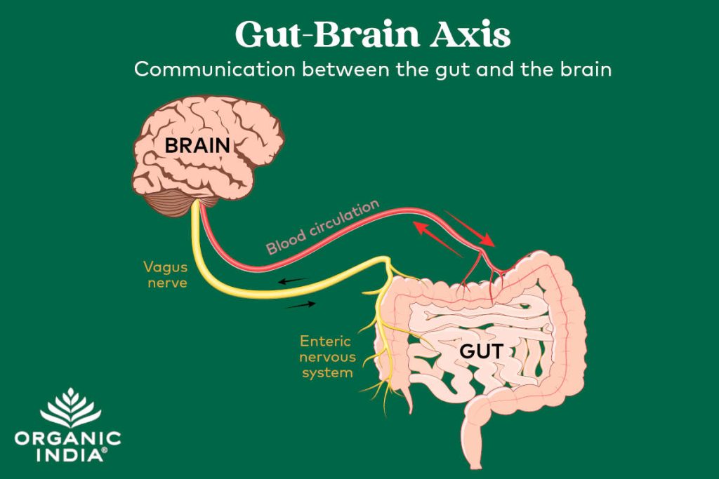 Gut and immune health diagram of gut-brain axis