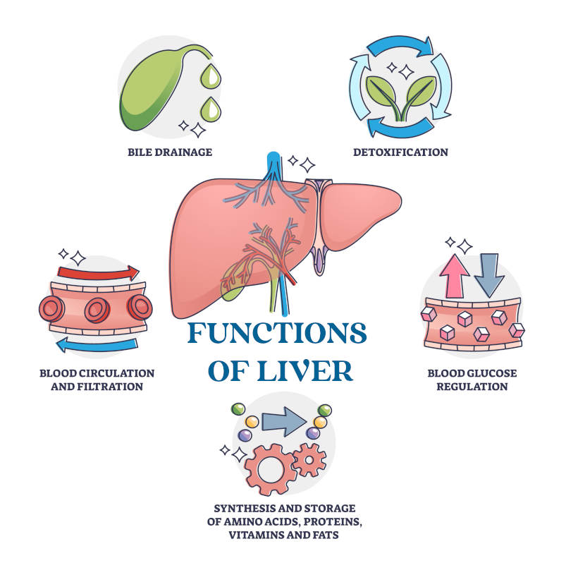 liver function and importance