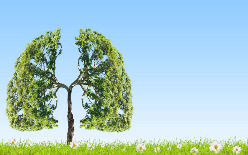 Tree on a clear blue day with branches and leaves shaped like lungs