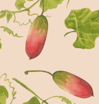 ivy_gourd