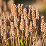 PSYLLIUM