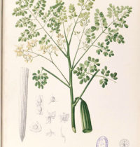 moringa monograph