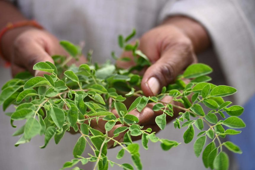 Man in India holding freshly harvested moringa leaves, a top herb in Ayurveda