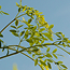 MORINGA