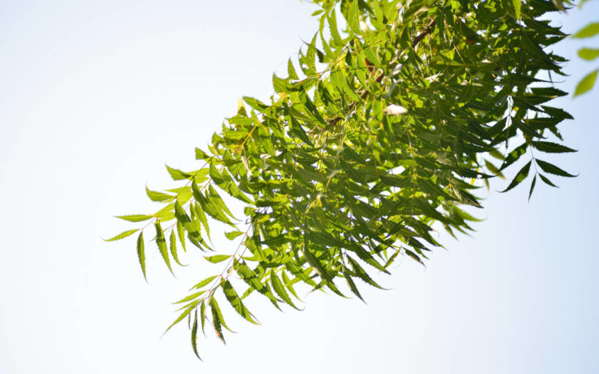 Blue white sky with tree leaves of neem for immune system support.
