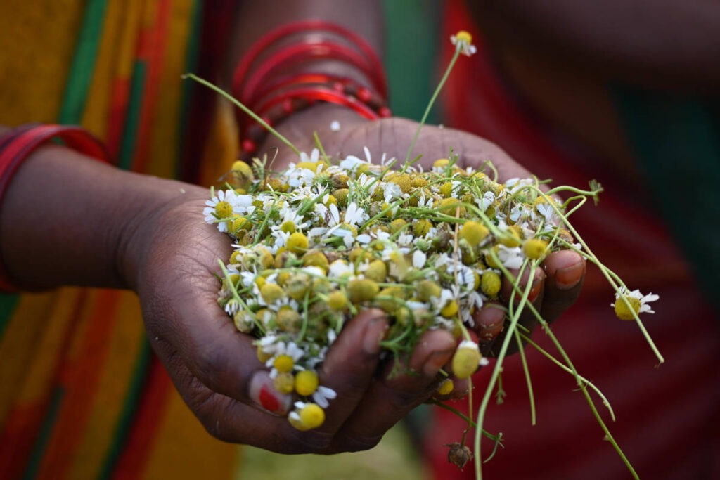Handful of organic chamomile handpicked by woman for grounding benefits