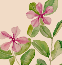 periwinkle