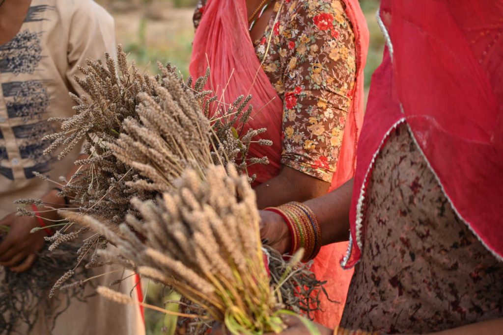 Woman in India in red saris hand harvesting organic Psyllium from their family farm.