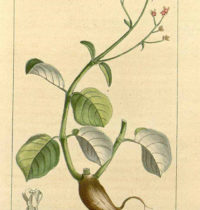 punarvana plant monograph