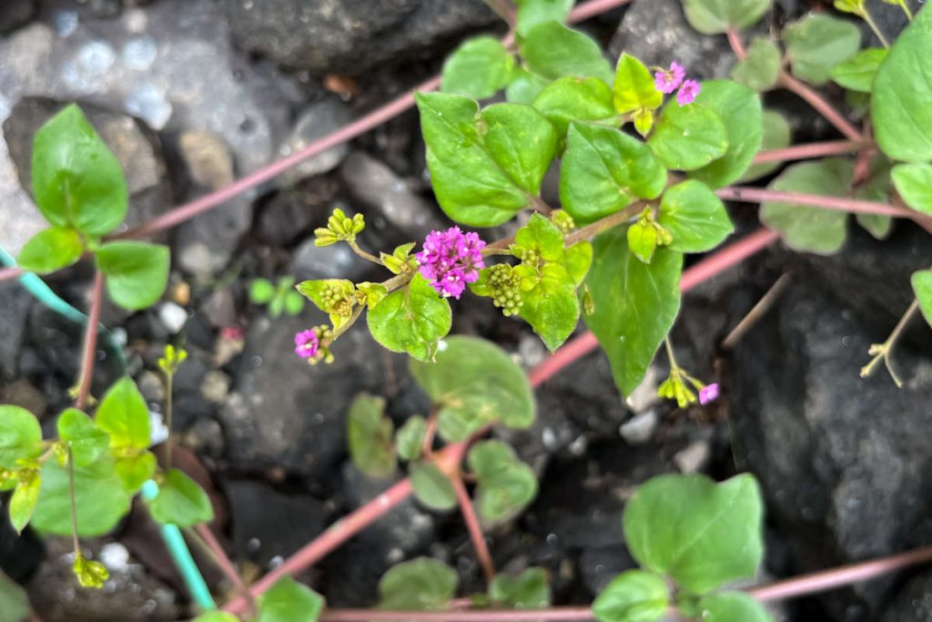 Aerial parts (green leaves and purple flowers) of the Punarnava plant.
