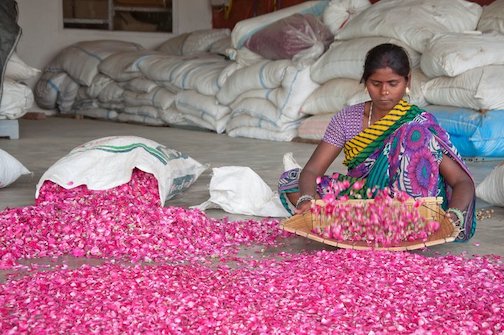 Spirit of rose, beautiful rose petals gently by rose steward farmer partner.