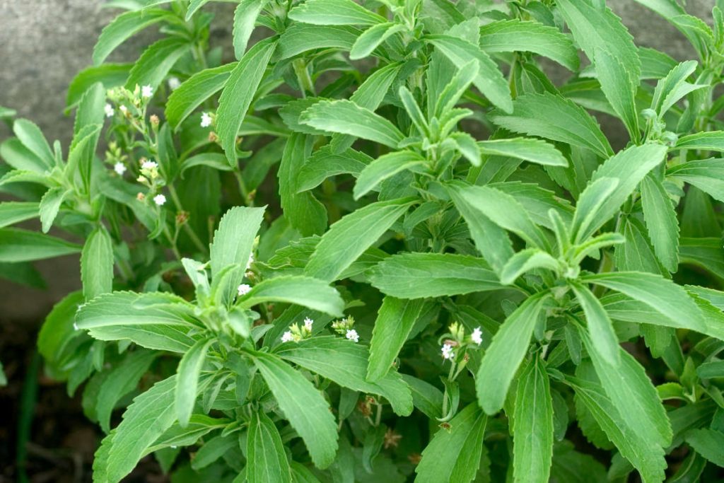 Stevia leaf growing bountifully in an organic farm