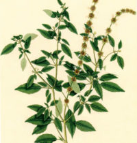 Tulsi