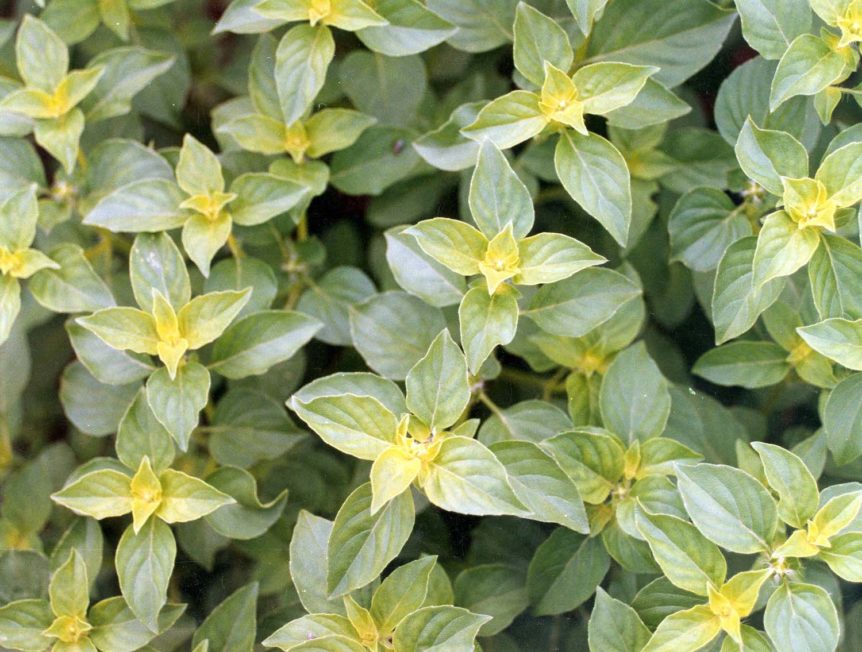 Beantuiful and abundant tulsi, the number one herb for stress.