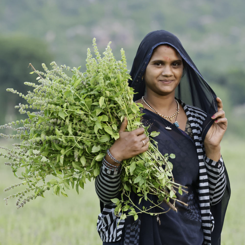 Woman harvesting Tulsi Holy Basil a sacred herb to honor the origin of yoga